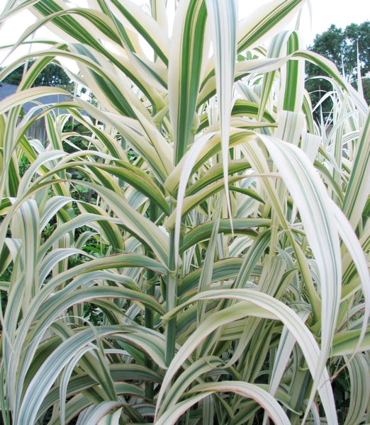 Arundo donax 'Aureovariegata'